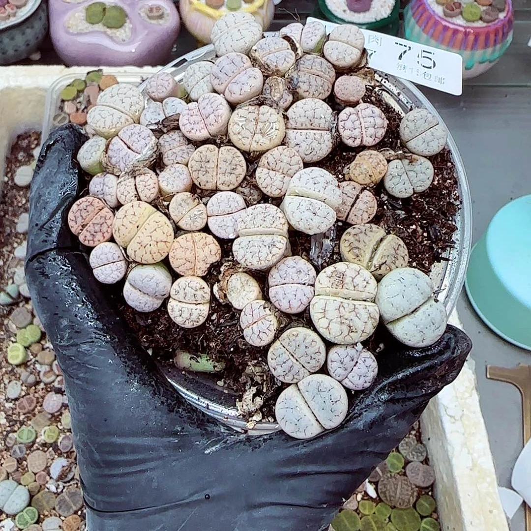 生石花满18包邮0927-75