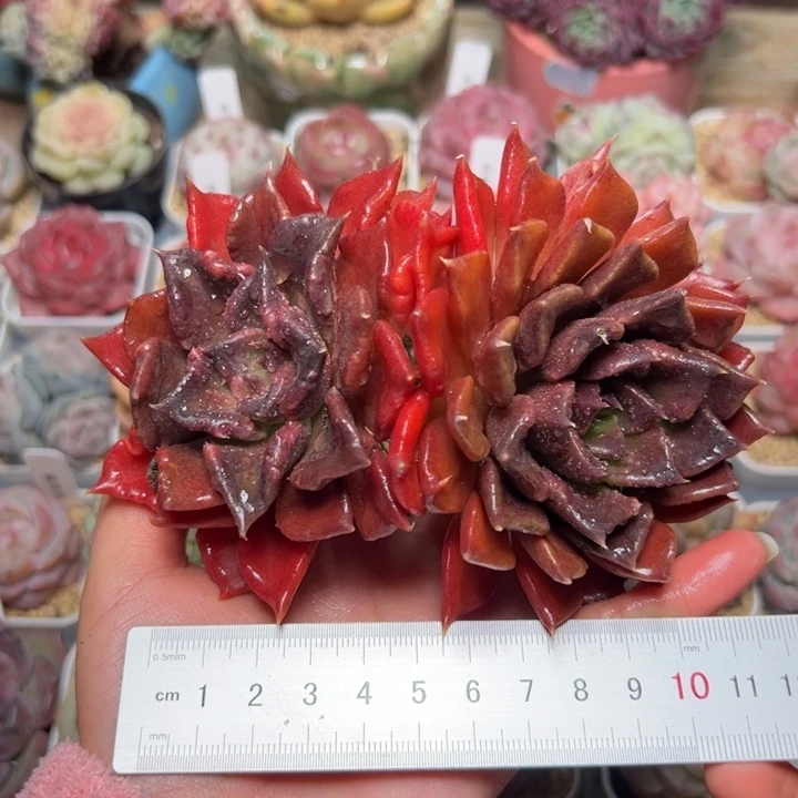 阿*277 多肉植物组合