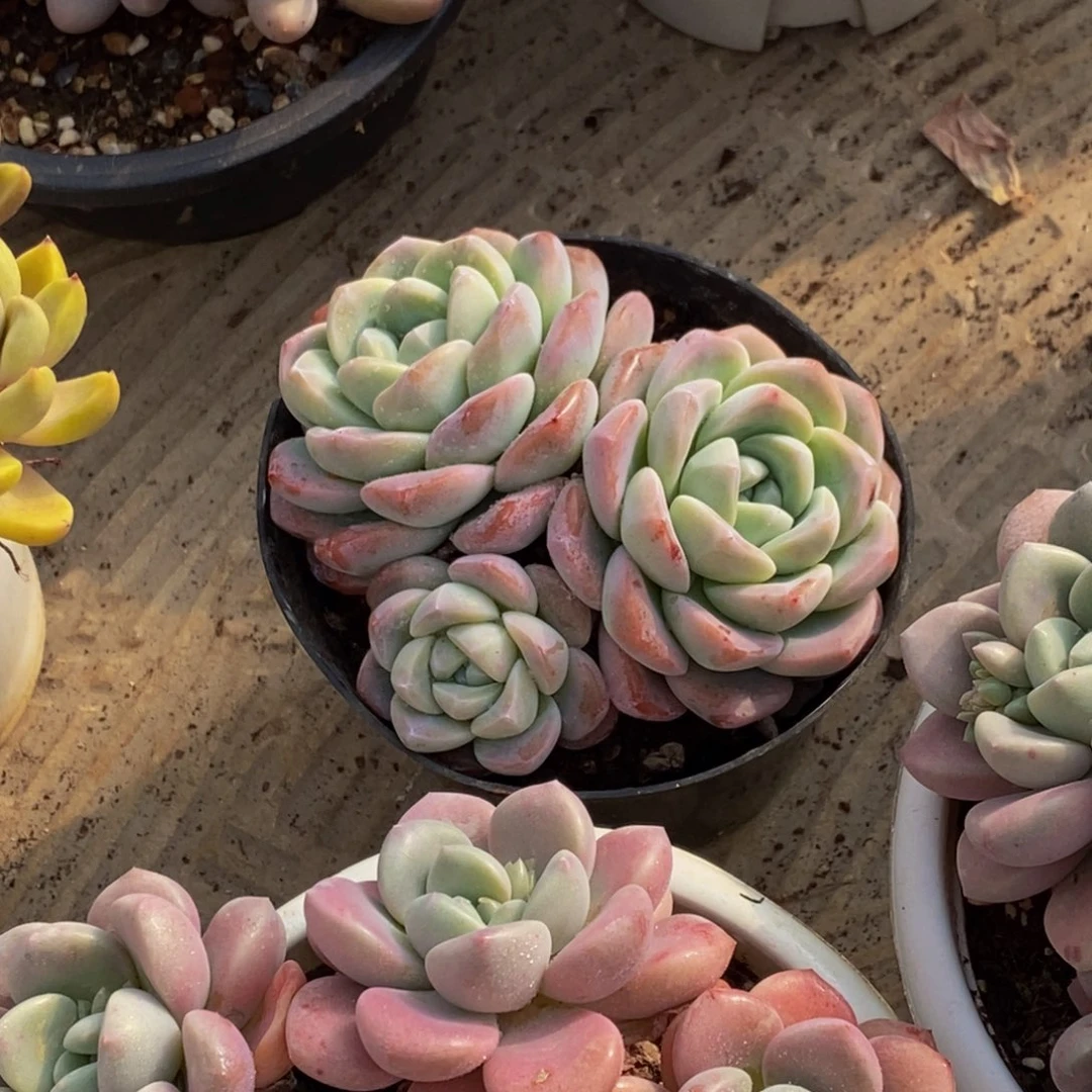 施*然48包邮一物一拍多肉植物