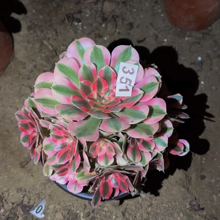 351妖月多肉植物不售后