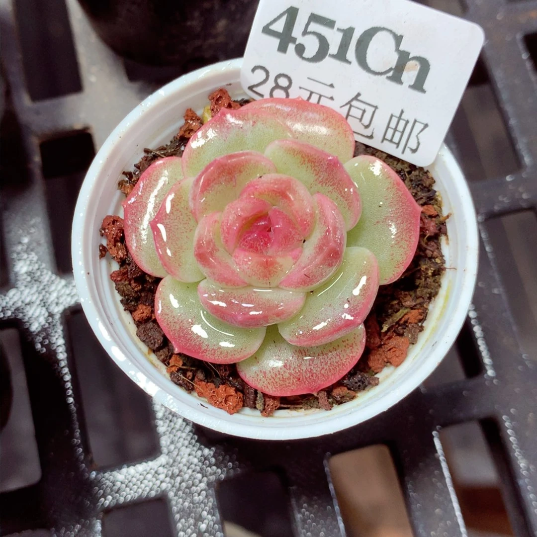 5厘米盆精控多肉451