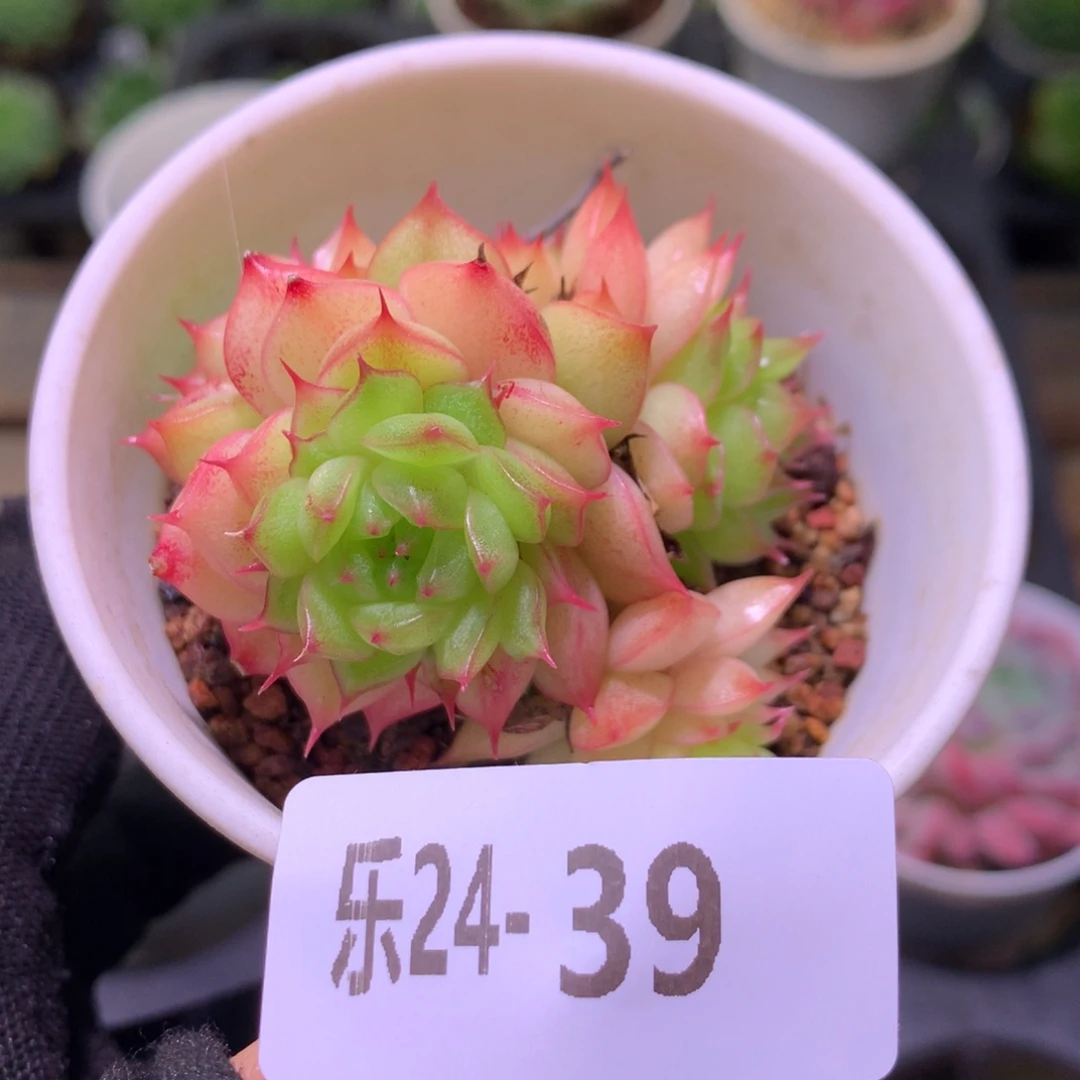 乐然24-39 海王群