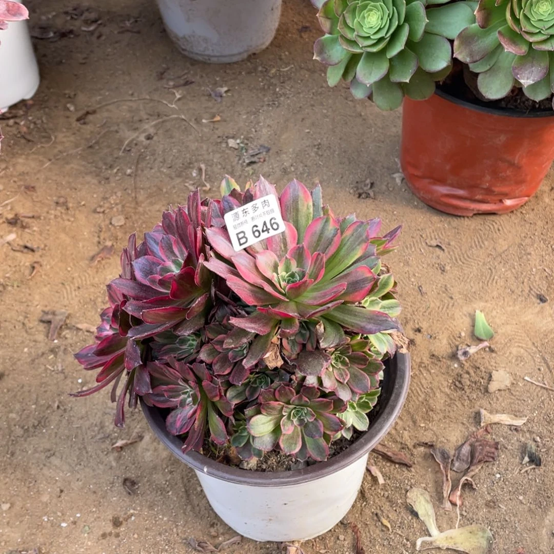 646安娜多肉法师断枝不包