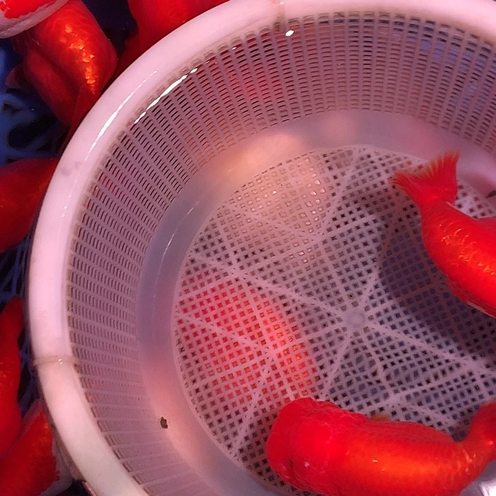 金鱼开箱视频包损
