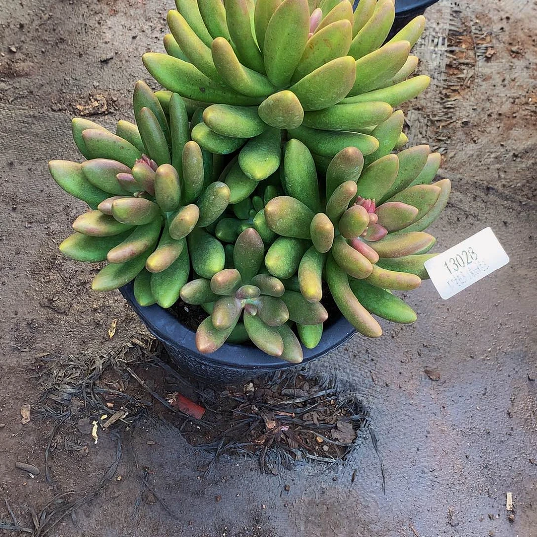 忘***始        芒果奶多肉13028