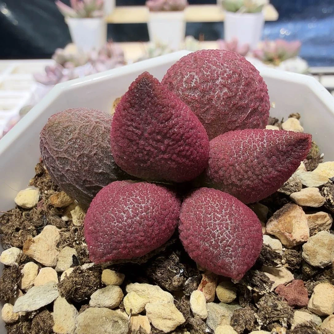 呢*少女心水泡多肉植物