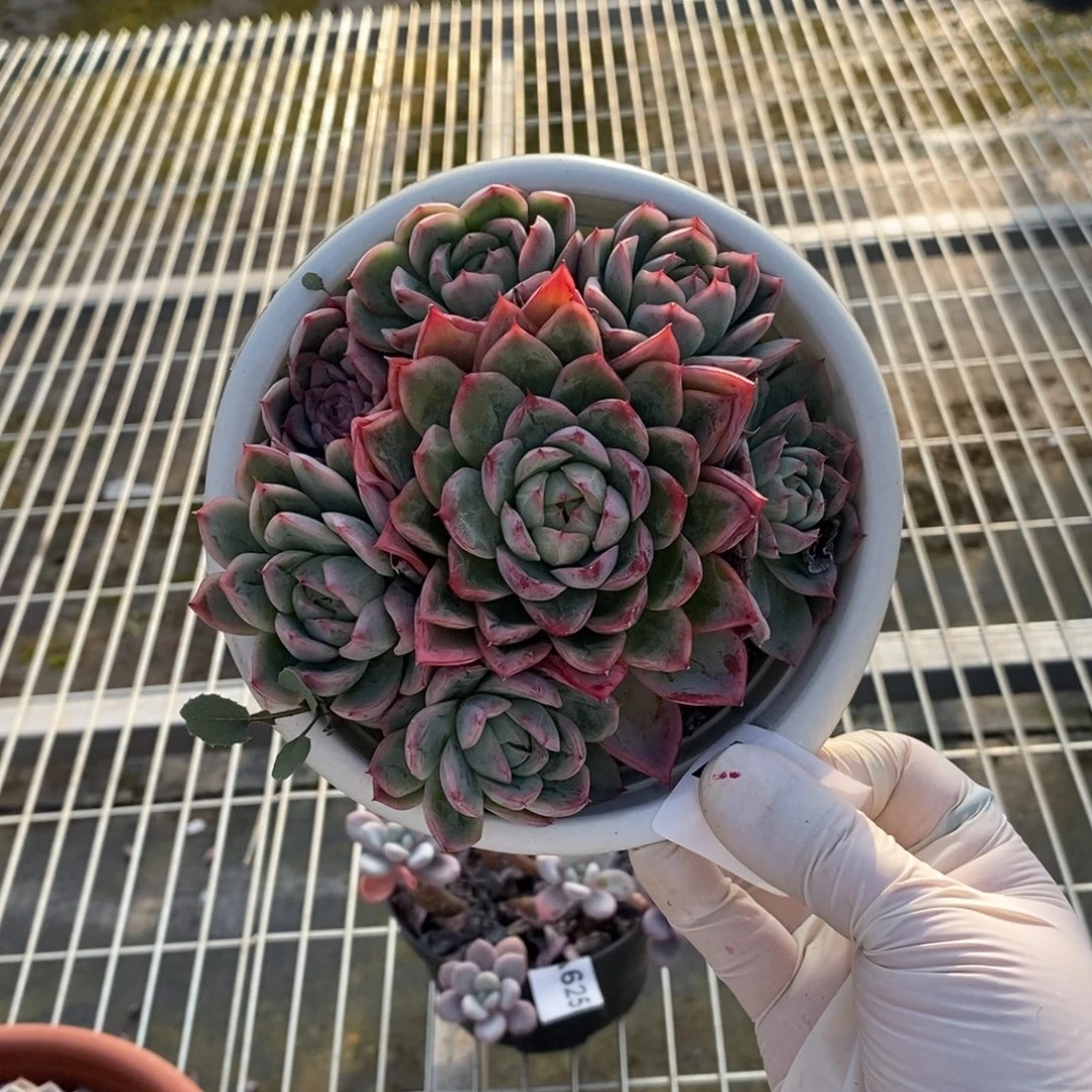 628蓝龙多头一物一拍