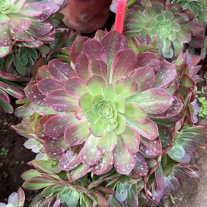 2-166万花筒多肉法师