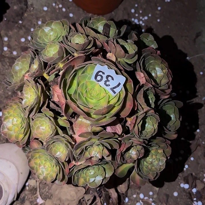 793轮回中班多肉植物不售后