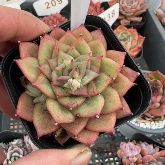 246林肯一物一拍多肉