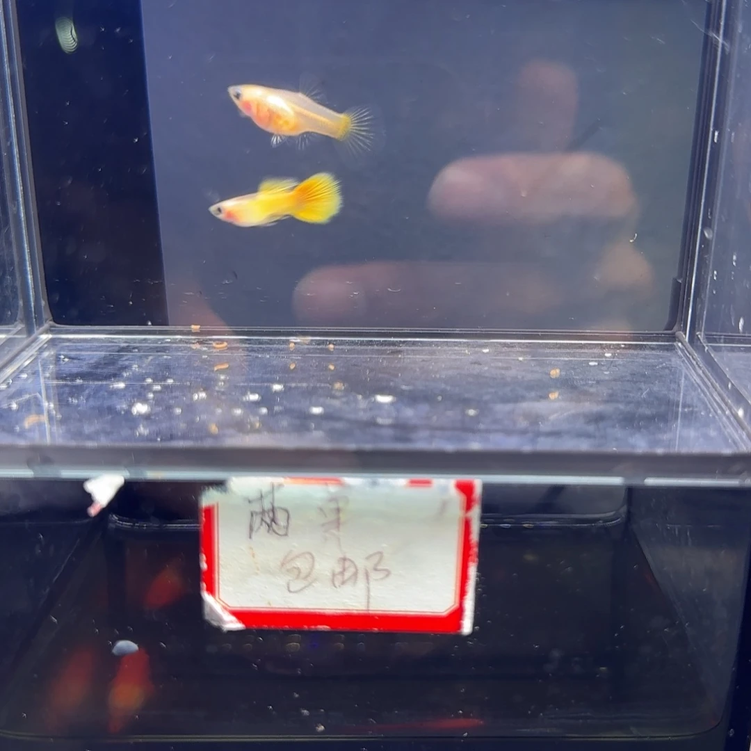 孔雀鱼黄金玻璃猫一对