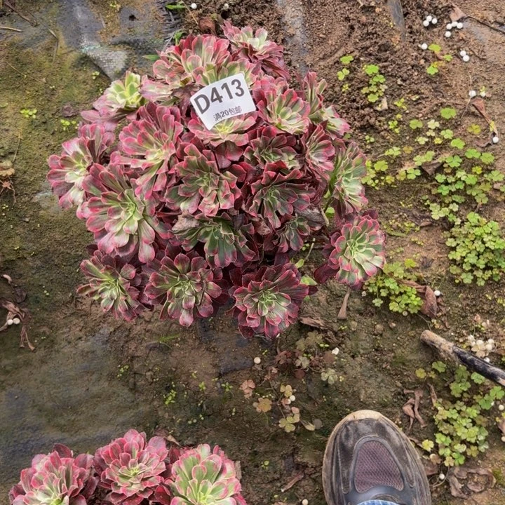 瑞妈多肉园艺413同花顺