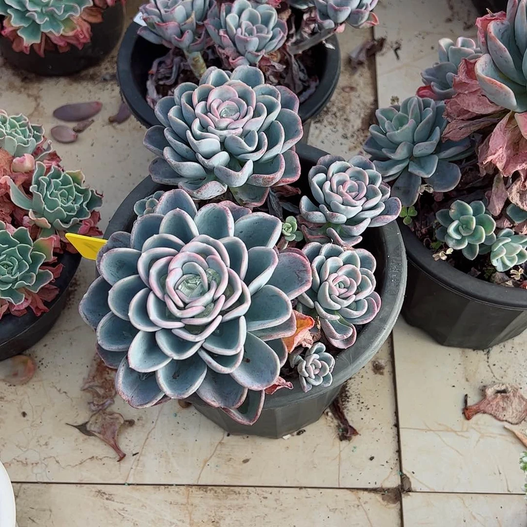 美尻单头带仔大盆