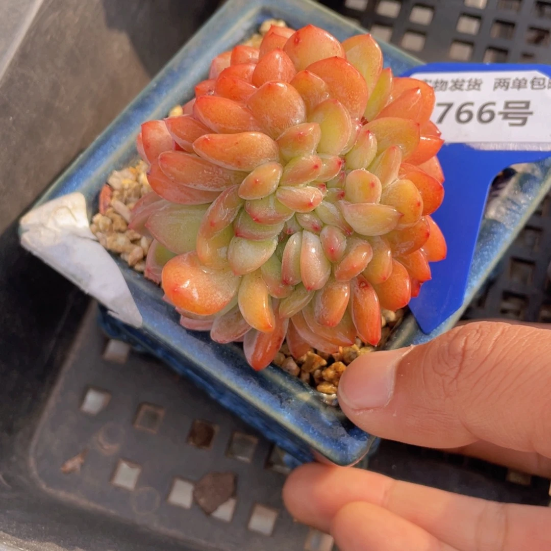 766号龙头全状态全明星缀化