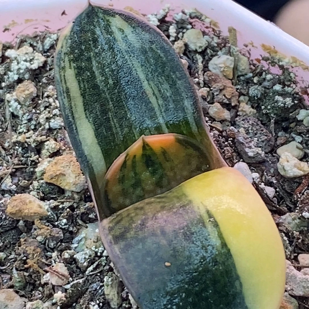 不带盆脱土裸根发货