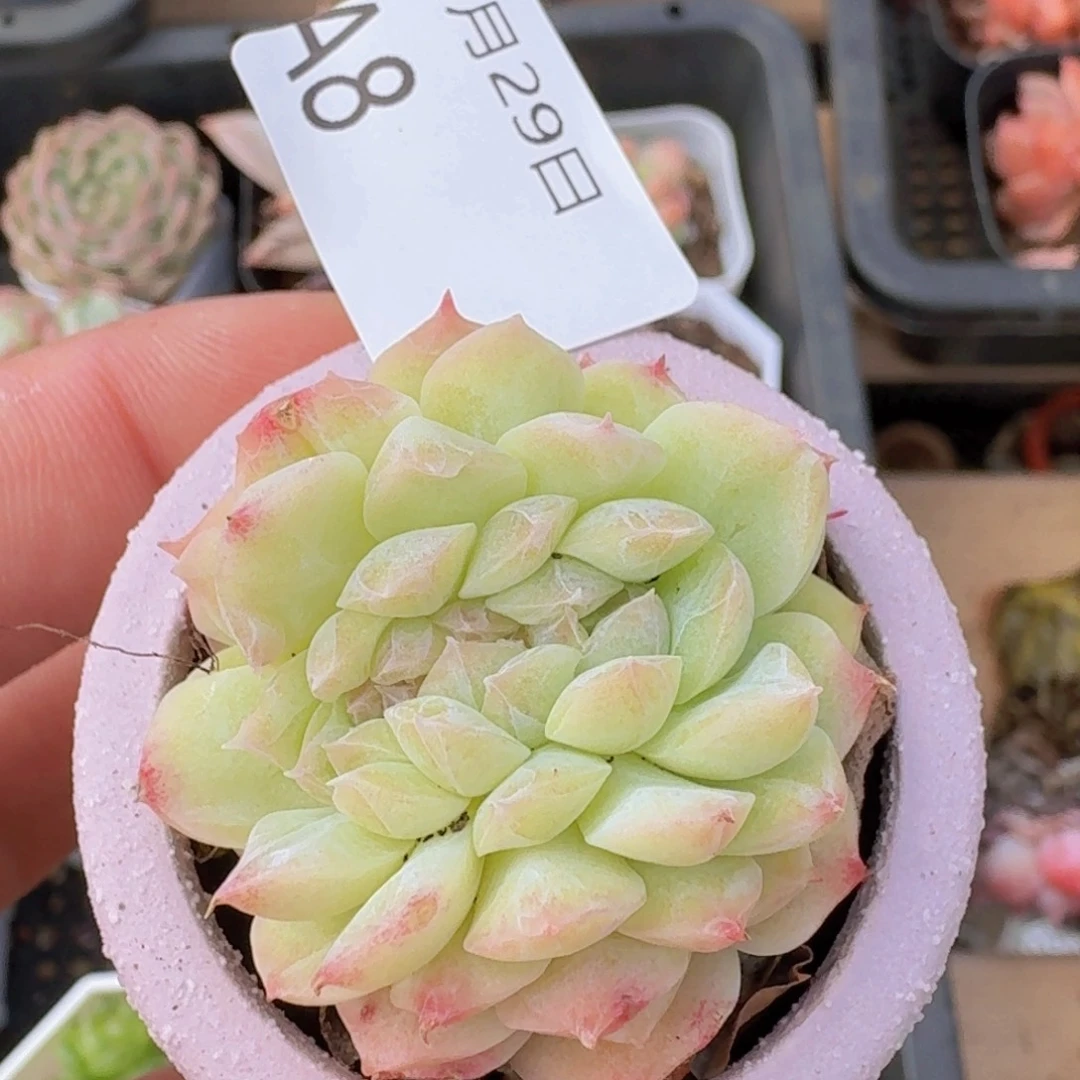 明月心缀化一颗脱土