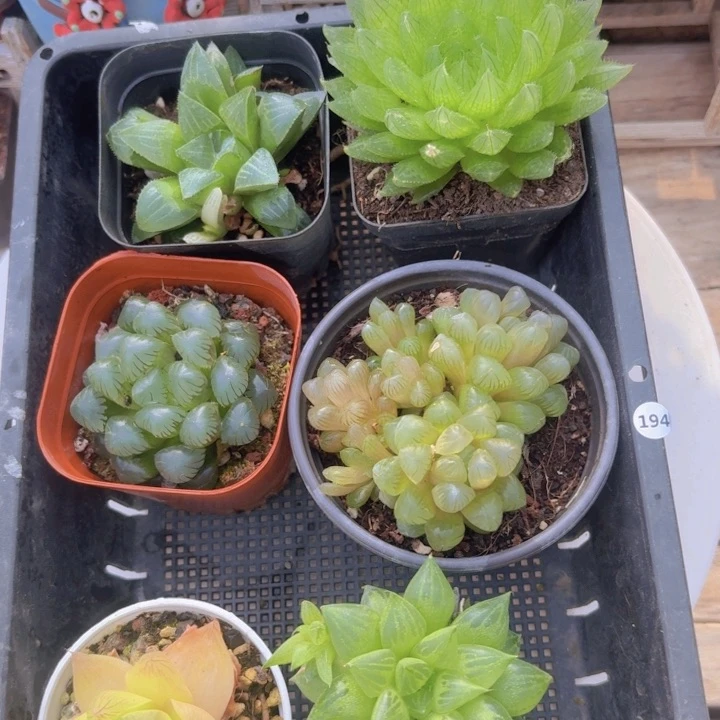 框拍一物一拍编号194