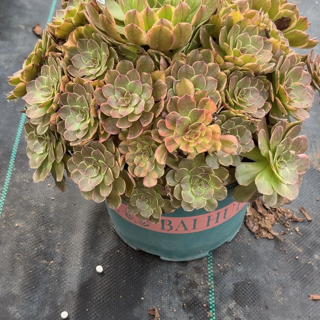 094半夏多肉植物发货