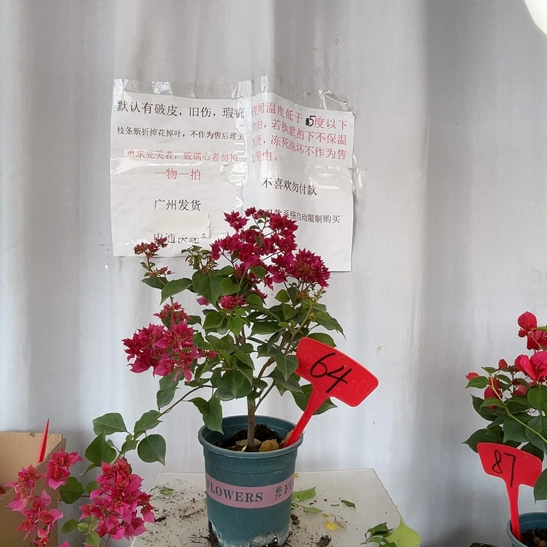 当前无花栽培后可以开花64重瓣红盆苗