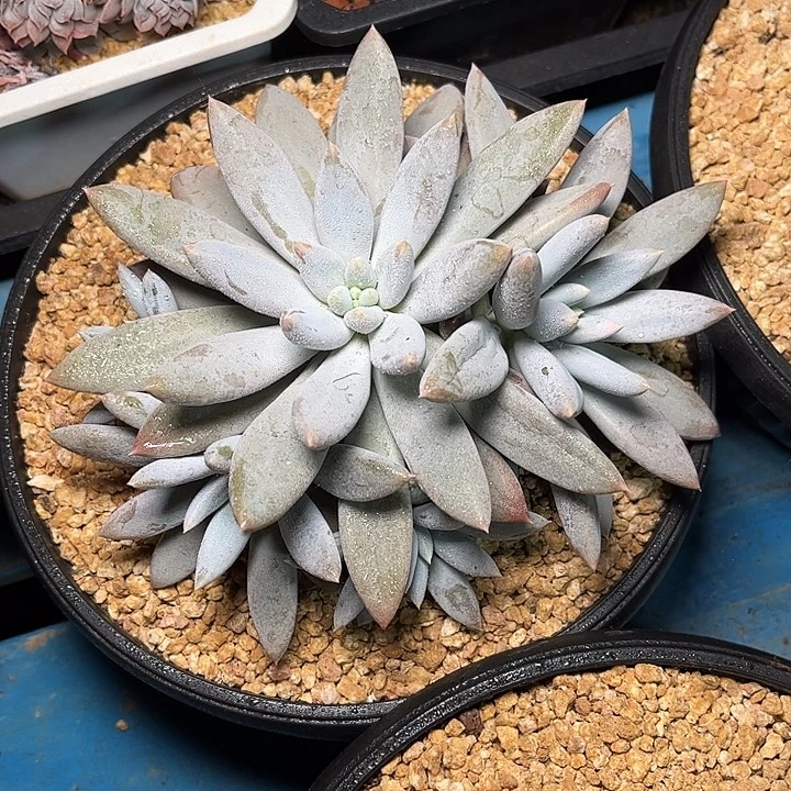 多肉植物一物一拍