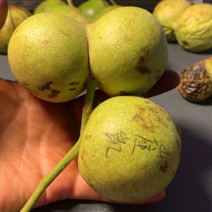 北***妄桃核吊坠催凯半壁