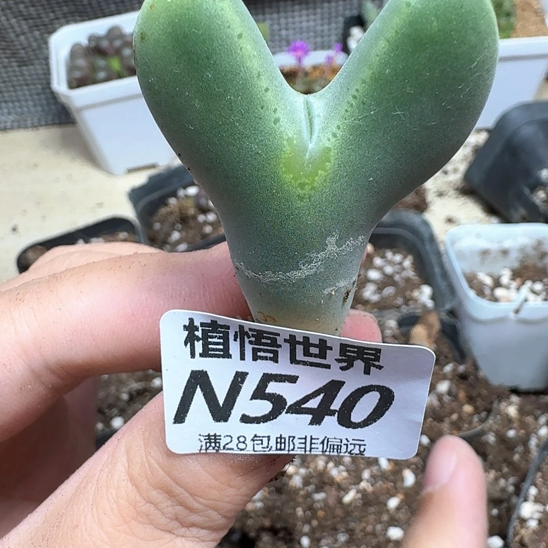 多肉植物的人续编vb