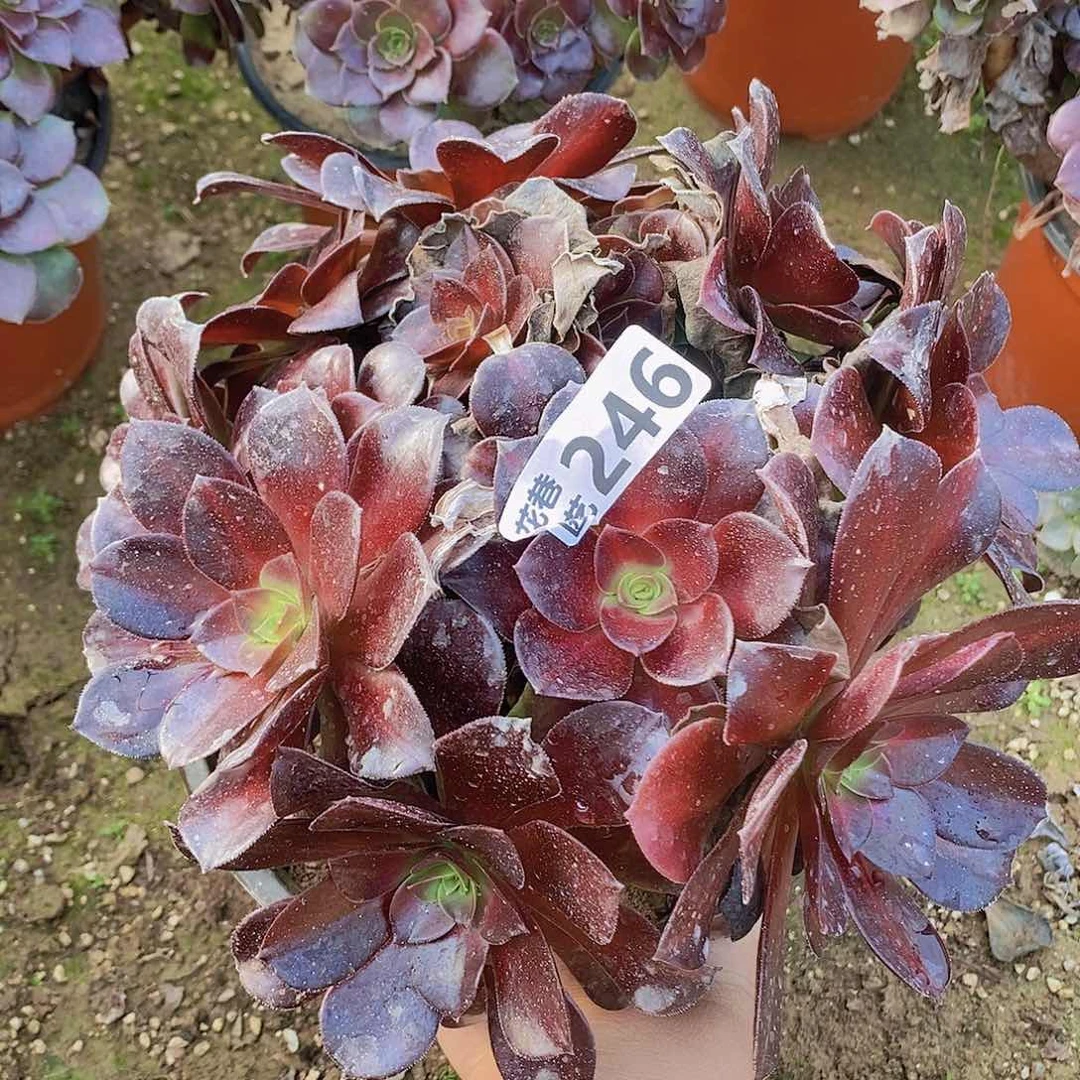 246 号一物一拍多肉植物