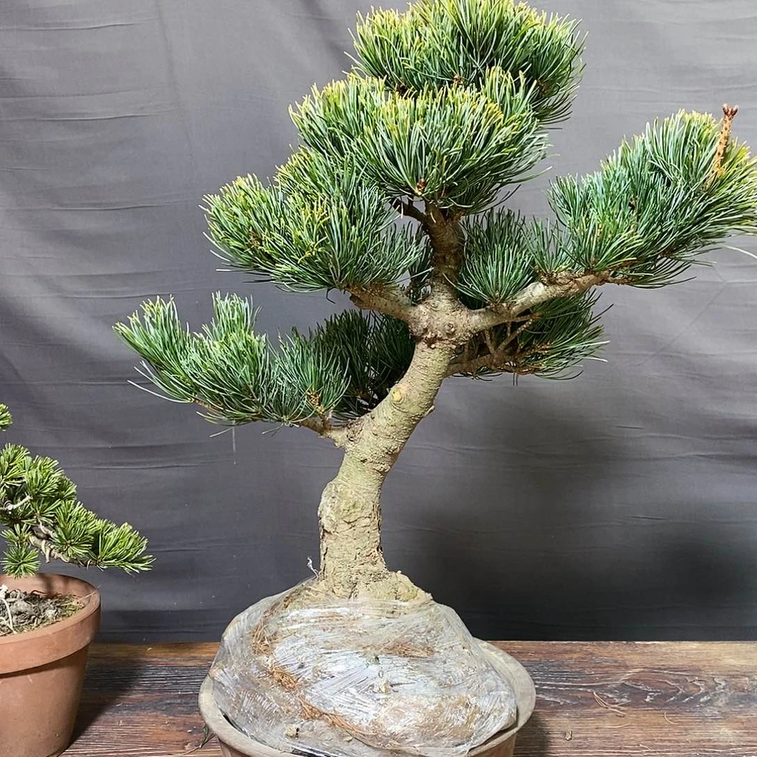 无花朵盆景141111111111