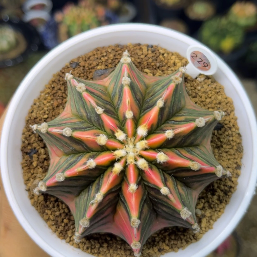 229 泰中肋骨锦，带盆土8