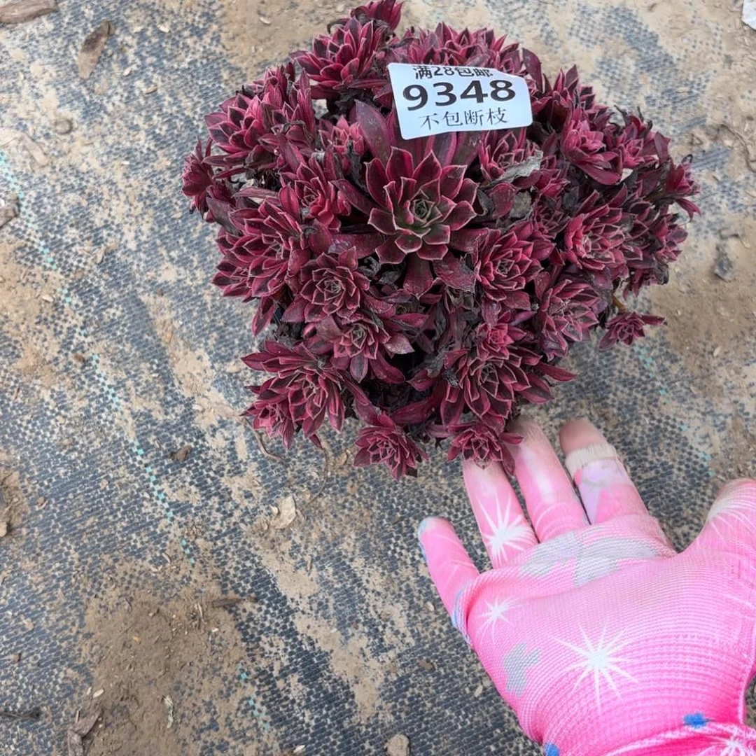 X. 9348凤凰超白多肉。cade