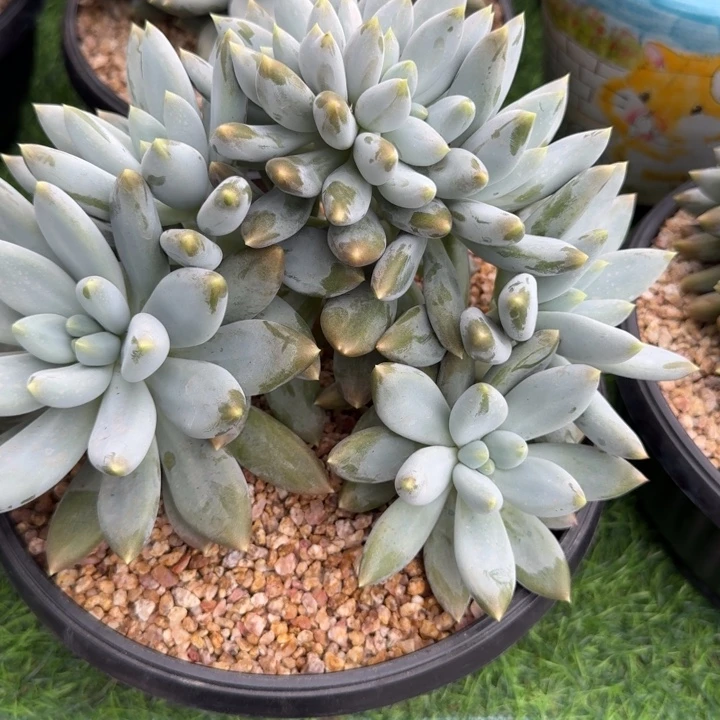 冰****多肉植物哥特萝莉