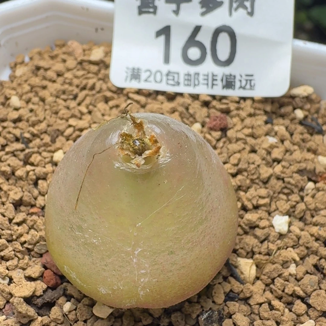 灯泡2.4➕带盆土。