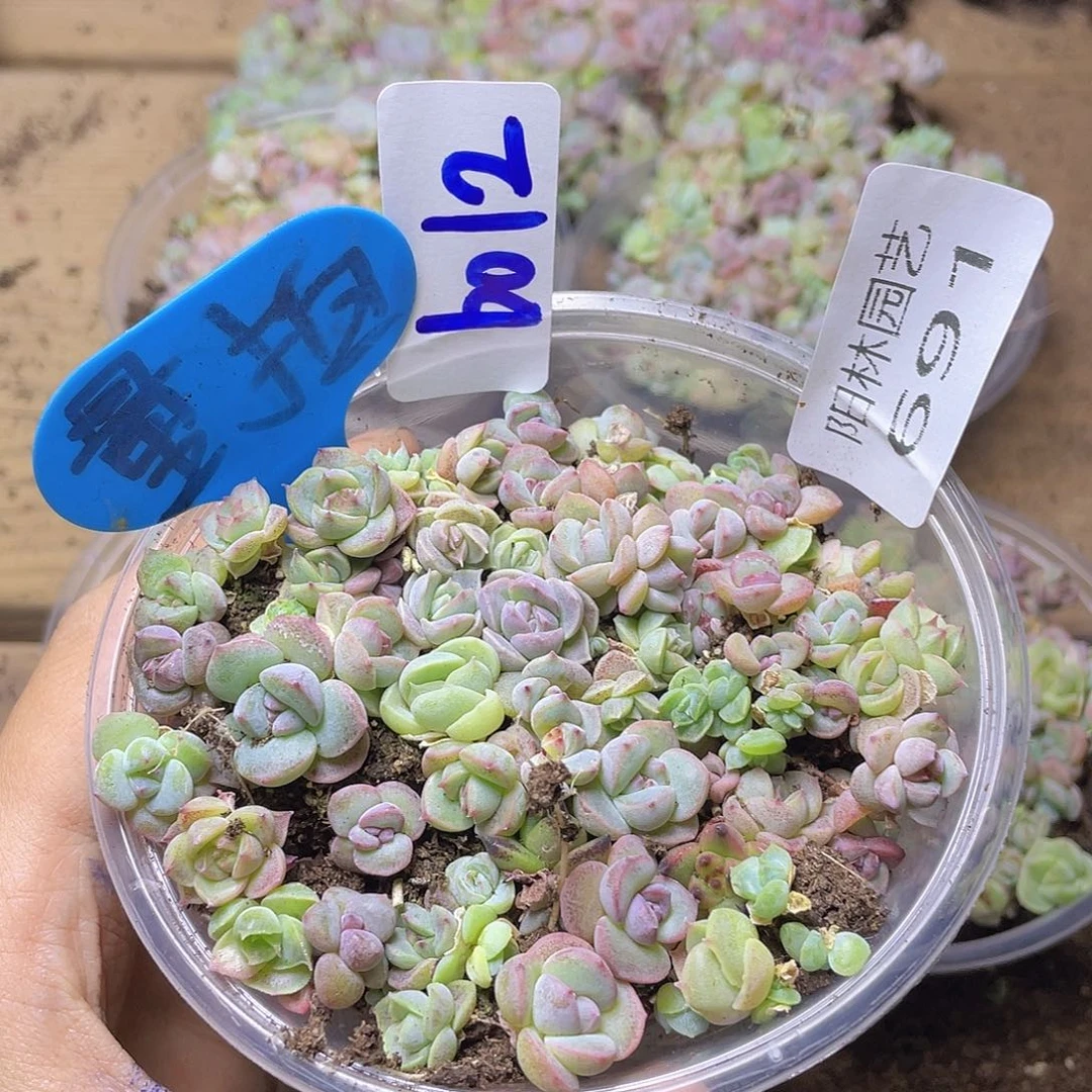 量拍多肉植物多肉植物691