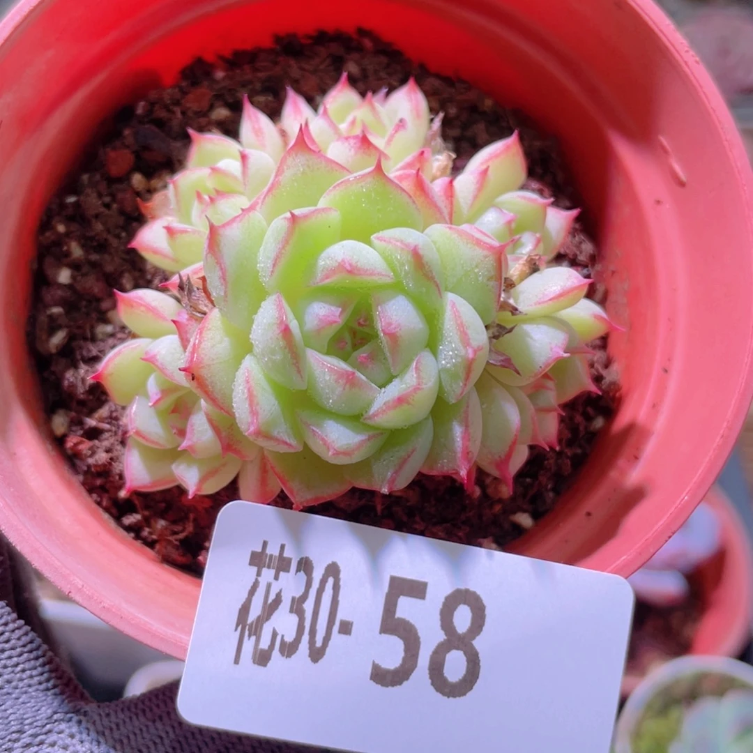 花利美30-58女王玫瑰