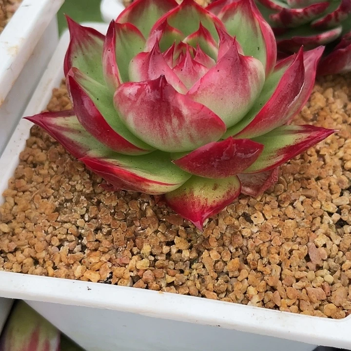 *****惊鸿仙子多肉植物5802