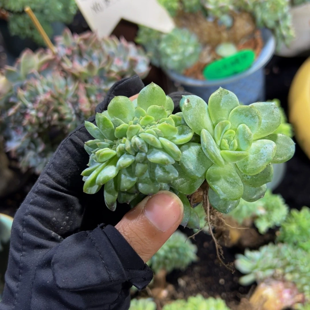 天天开心草莓冰沙琥珀缀微瑕