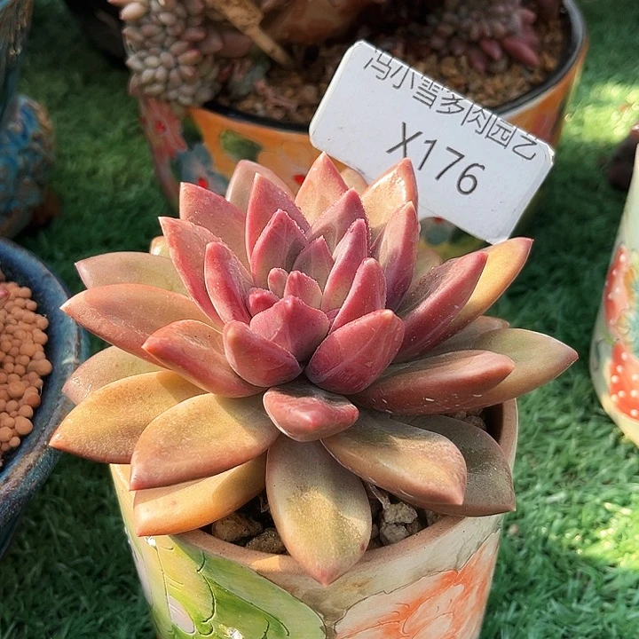 用****4我是第一百个为妖刀应援的阴阳桃花