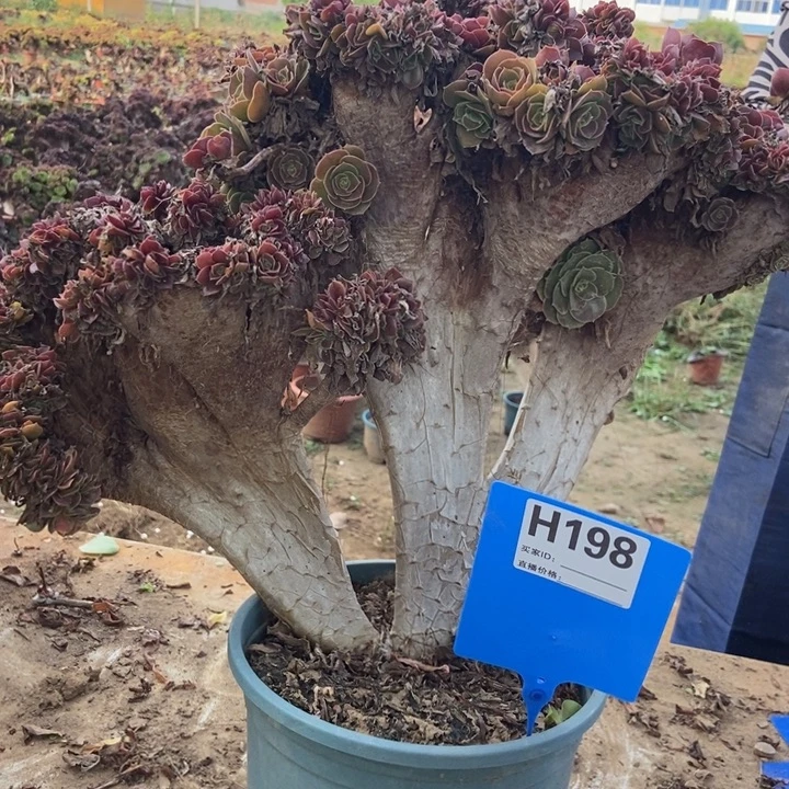 你***。198玫贵缀化老桩老桩