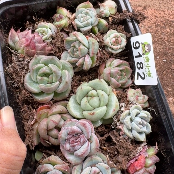 当前无花朵，栽培后可花朵嘘多肉植物多肉植物