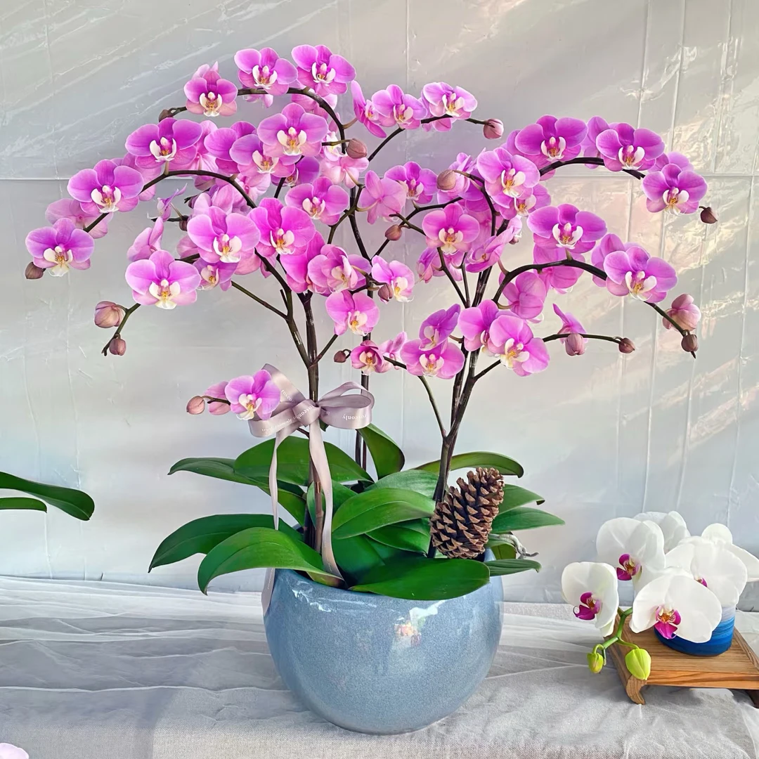 【10株特级安娜蝴蝶兰】带瓷盆带年宵花沈阳同城送货上门