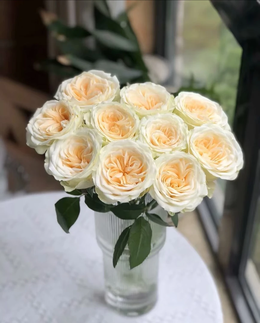 【奶油杯玫瑰】收到第一时间醒花，不会找客服（教学视频）