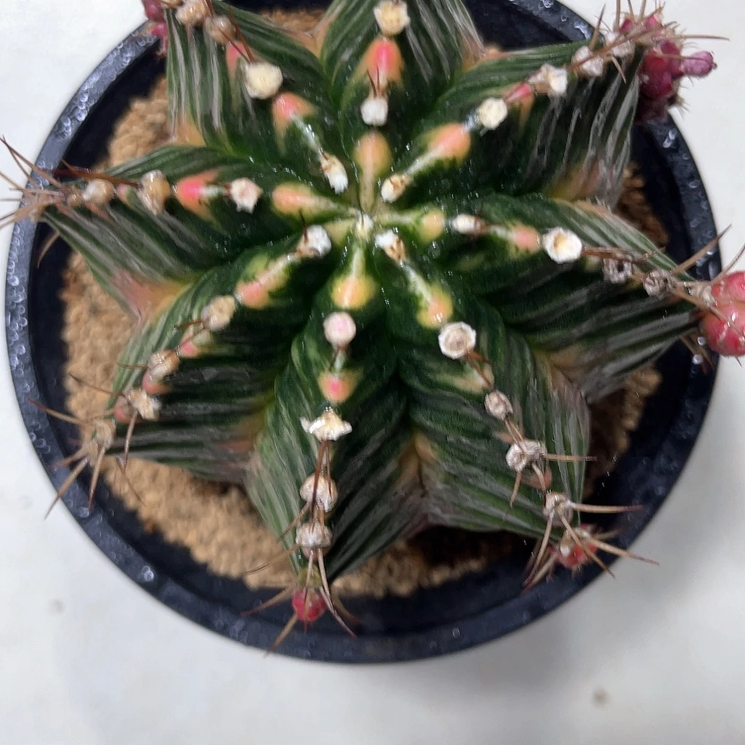 无花朵泰系实生，臀锦棱背锦