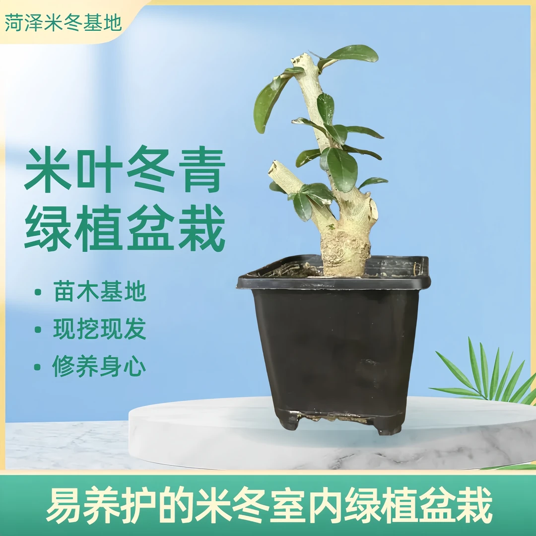 米叶冬青中式盆栽客厅电视柜植物米冬万年青室内盆栽桌面好养绿植