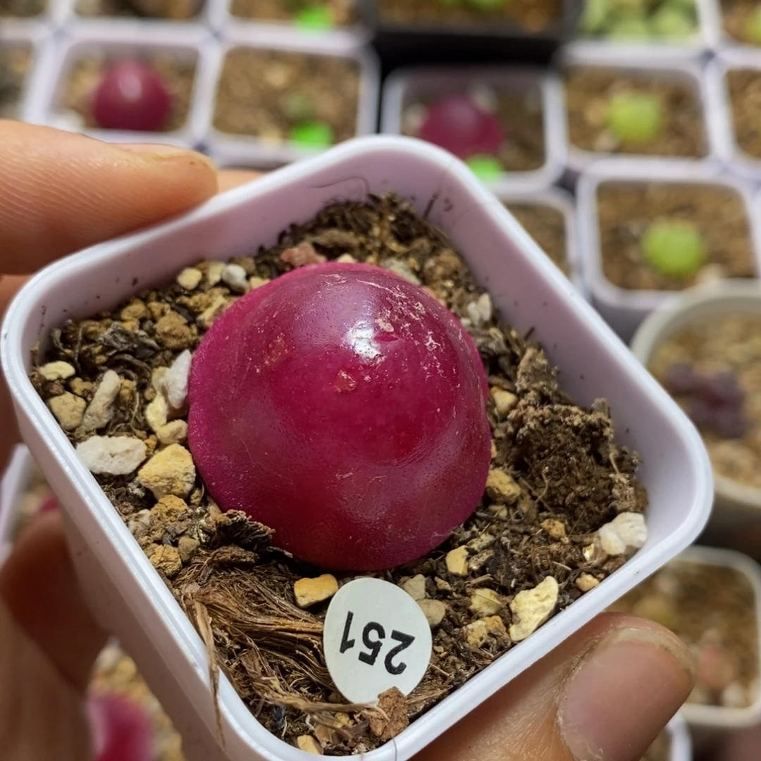 灯泡带盆2.8-2.9cm（很小瑕疵）多肉