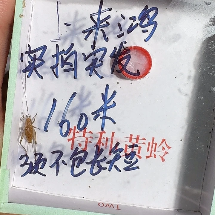 来***鸿蟋蟀蝈蝈我在外面吃饭11111