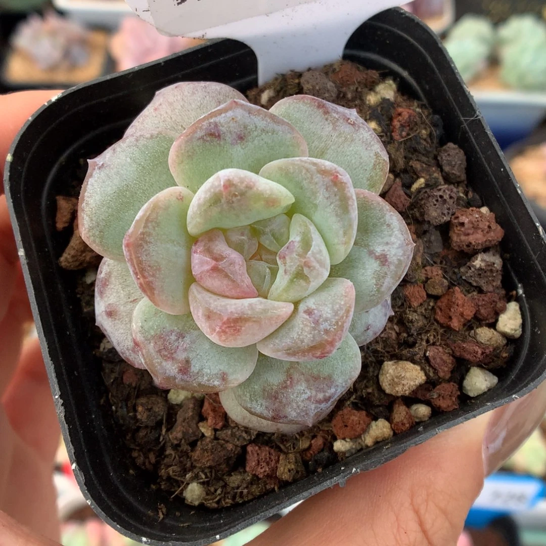 781珍妮石化多肉植物