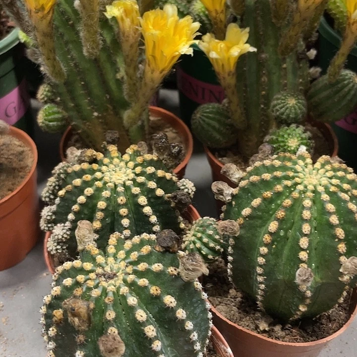 红花金刚带花苞一杯