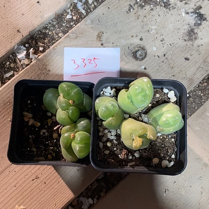 猫*女3325。       一组。