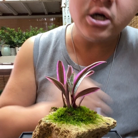 红陶一物一拍所见即所得43