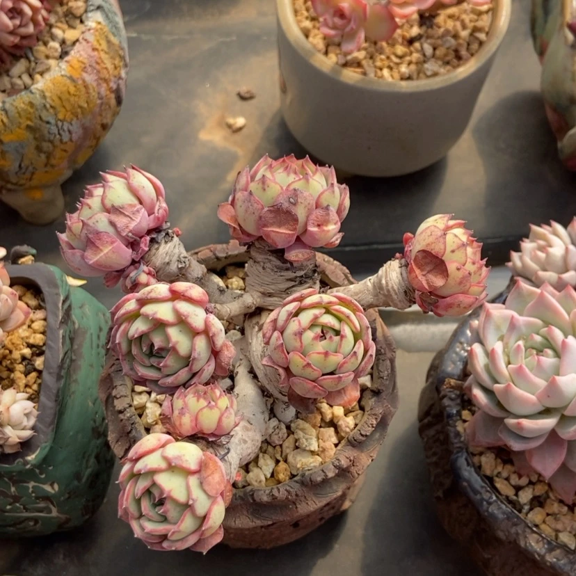 【闪购商品】杂交老桩